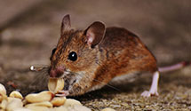 24 Hour & Emergency Exterminators in Barbourville, KY